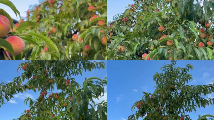 树上的桃子