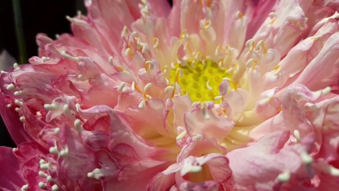 一朵盛开的莲花的放大镜头