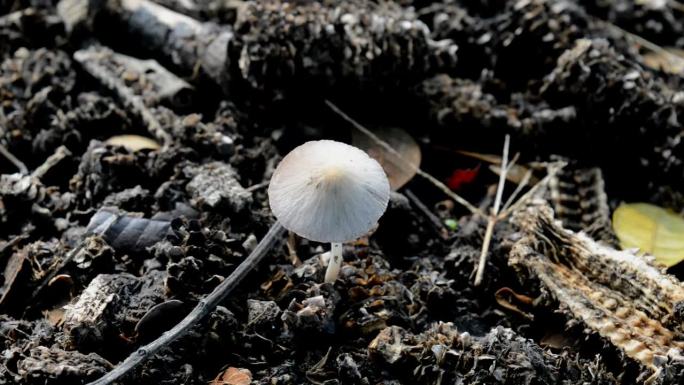 灌木上长着蘑菇