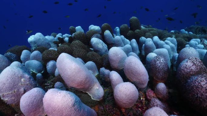 珊瑚礁水下背景