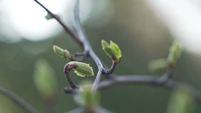 在阳光明媚的早晨，手持拍摄鞑靼槭的春芽和叶子