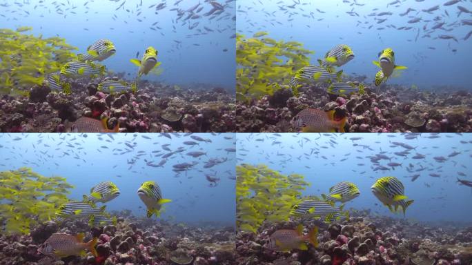 美丽的珊瑚鱼海底珊瑚鱼