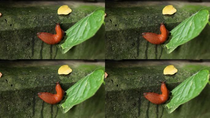 一只蛞蝓在吃黄瓜叶，特写