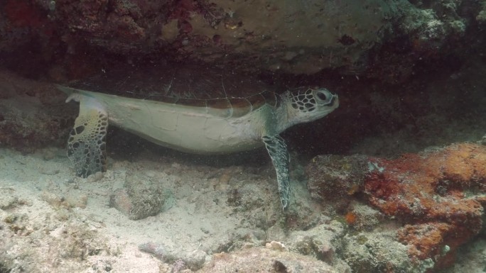 在西巴丹岛，玳瑁龟(Eretmochelys brbricata)在珊瑚岩下挠背
