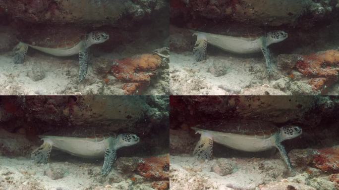 在西巴丹岛，玳瑁龟(Eretmochelys brbricata)在珊瑚岩下挠背