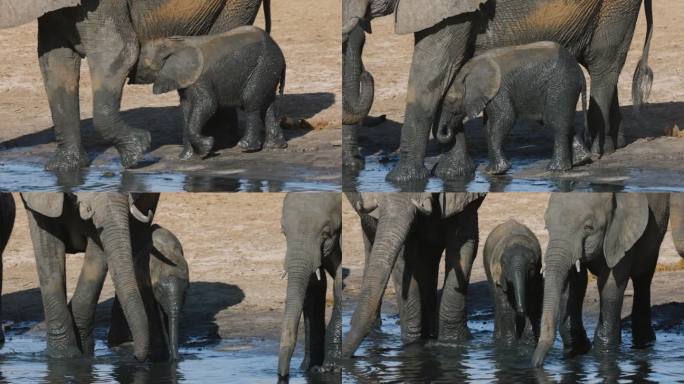 特写镜头。可爱的小象在水坑里吮吸着妈妈的奶