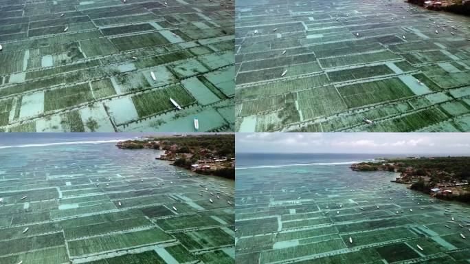 鸟瞰图拍摄的Nusa Lembongan海藻养殖在巴厘岛，印度尼西亚