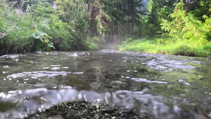 森林里有一条清澈的河。半水下慢动作镜头。雾蒙蒙的早晨，在神奇的夏日森林里有小溪