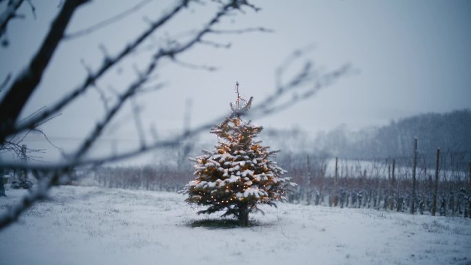 白雪落在田野中央的圣诞树上，背景是葡萄园