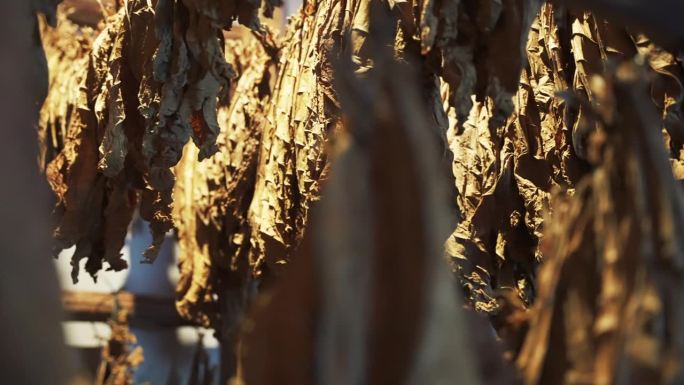 烟叶挂在绳子上的特写，在一个特殊的木制房间的阴凉处晒干。生产著名的手工古巴雪茄上的织物