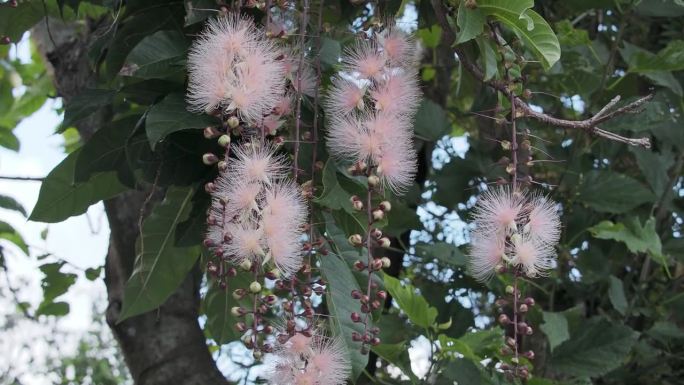 在日本冲绳岛石垣岛的早晨的Sagaribana或Barringtonia总状花序或粉扑树花