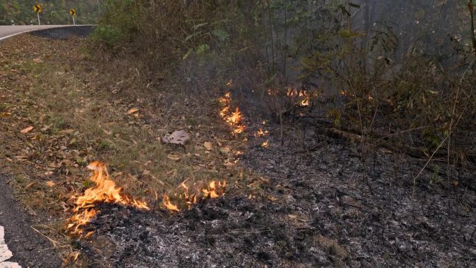毁灭性的火焰:在旱季，地面火灾导致丛林草的广泛燃烧和火势的迅速蔓延，空气传播的危险笼罩着森林。