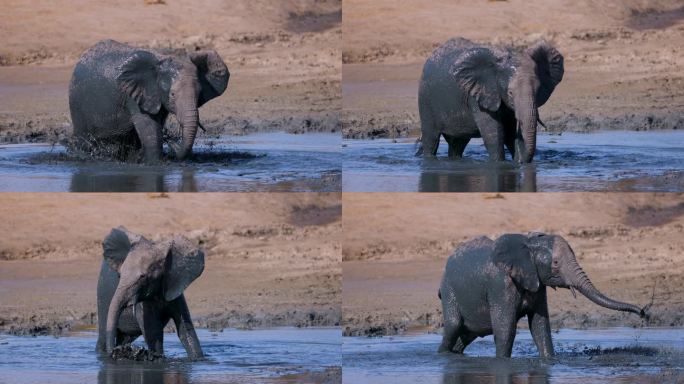 慢动作特写前视图。大象在水坑边往自己身上喷泥巴