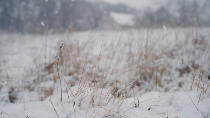 雪落在乡村的草地上