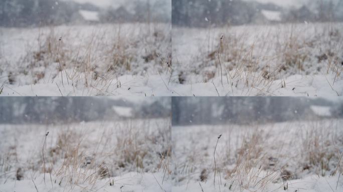 雪落在乡村的草地上