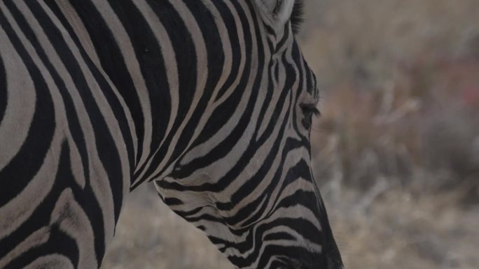 近距离观察一只野生斑马，纳米比亚
