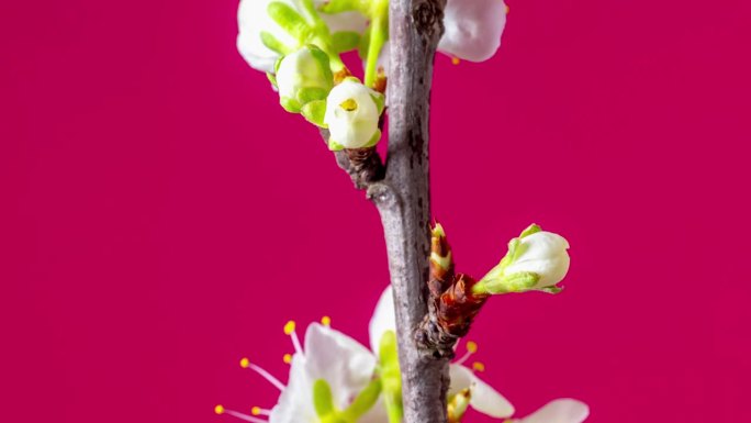 在红色的背景下，一棵梅树的花朵绽放和生长。盛开的小白李花。摄像机上下移动，线性摄像机运动跟踪拍摄。缩