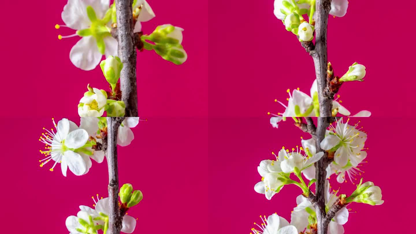 在红色的背景下，一棵梅树的花朵绽放和生长。盛开的小白李花。摄像机上下移动，线性摄像机运动跟踪拍摄。缩