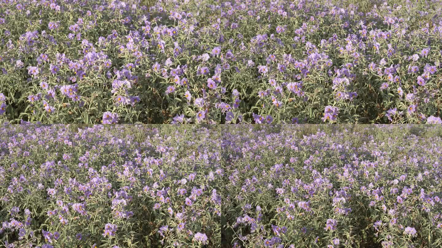 龙葵橄榄入侵了紫色的花神