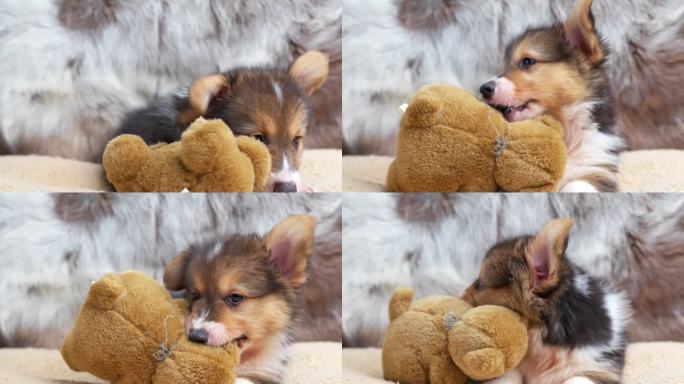 可爱的柯基小狗和泰迪熊玩偶在狗床上玩耍。