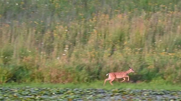 池塘边的两只小鹿