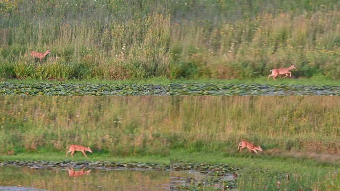 池塘边的两只小鹿