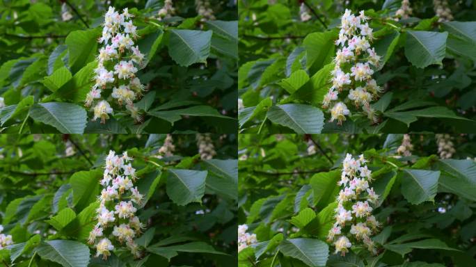 春天的花园里，白色的七叶树(七叶树，七叶树，七叶树)在树枝上绽放着绿叶的花朵