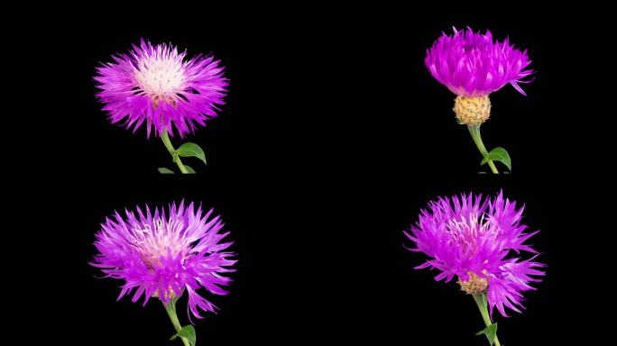 花的时间流逝波斯矢车菊的紫色花