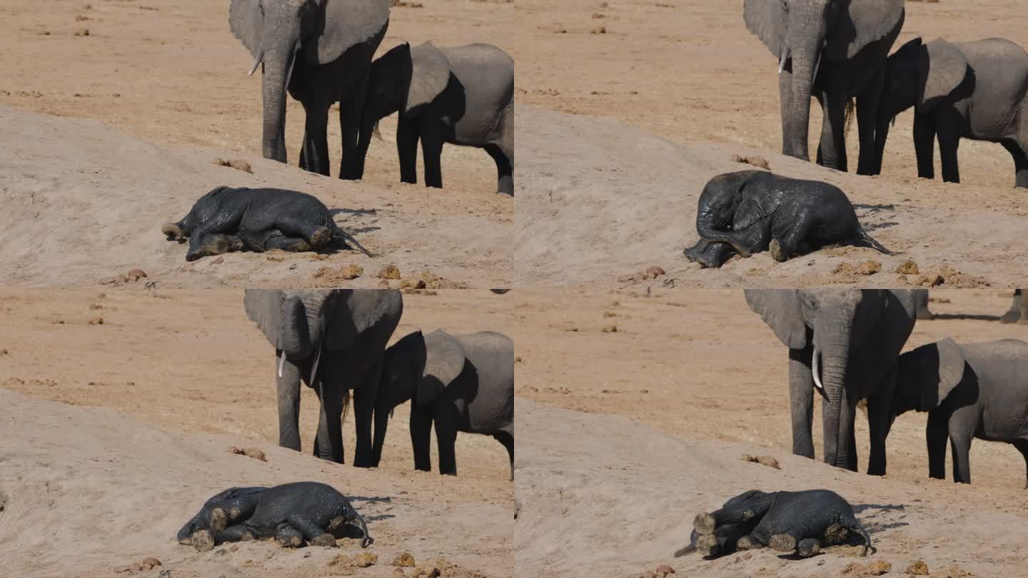特写镜头。可爱的小象在水坑边的沙子里打滚，母象在后面