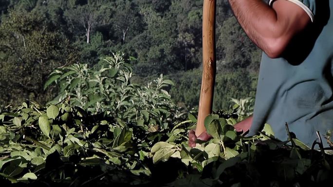 阿根廷米西奥内斯省马黛茶种植园的农民正在采摘马黛茶叶子。4K分辨率。