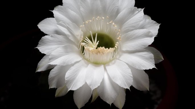 白色仙人掌花从蓓蕾到盛开的时间流逝镜头孤立的黑色背景，4k，近距离视频放大效果。