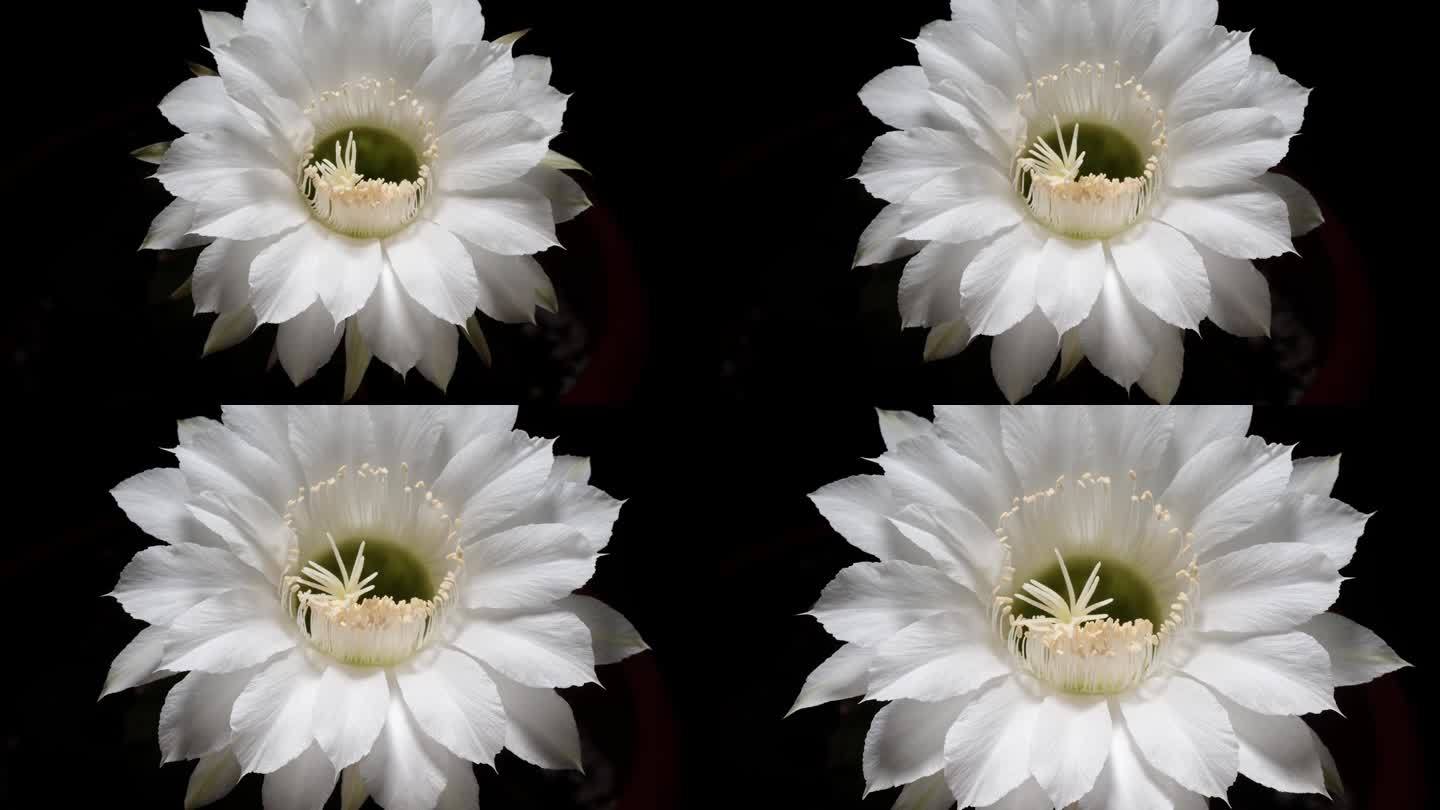 白色仙人掌花从蓓蕾到盛开的时间流逝镜头孤立的黑色背景，4k，近距离视频放大效果。