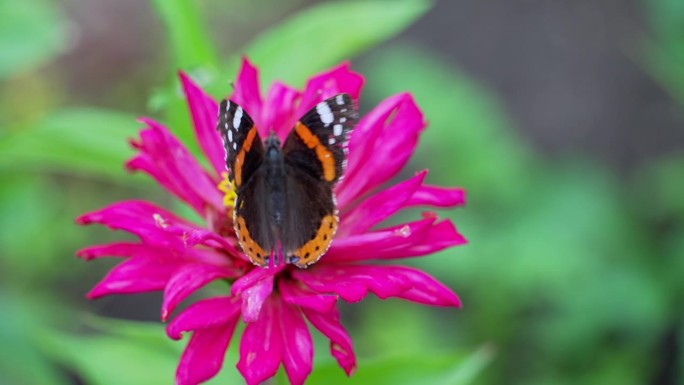 一只蝴蝶坐在夏日花园里的一朵花上，扇动着翅膀。