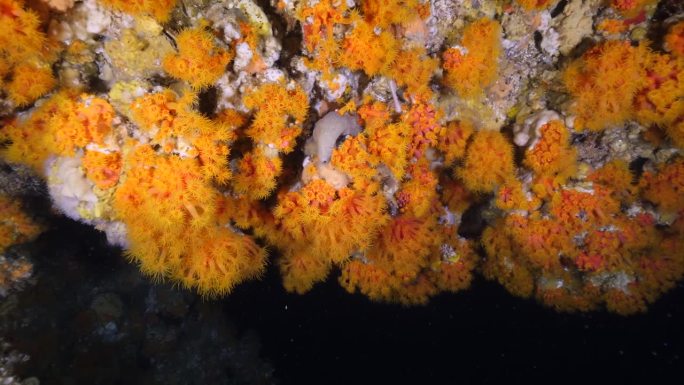 珊瑚礁海底世界。夜晚的向日葵珊瑚。