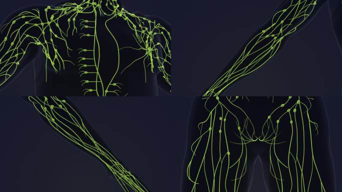 人体淋巴系统3d动画