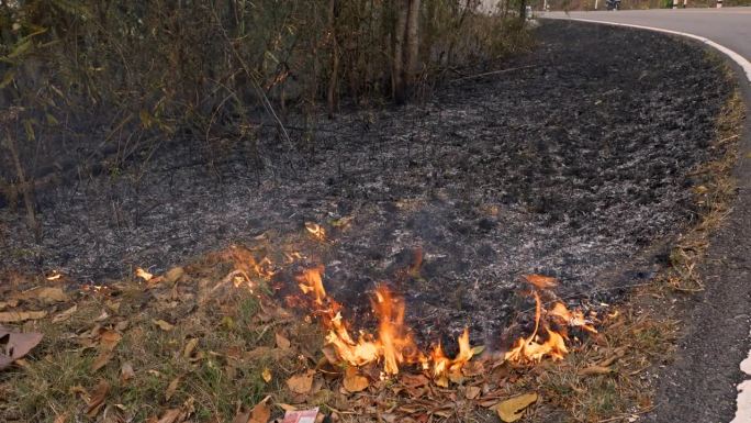 燃烧的混乱:旱季森林中的地面火灾导致空气污染，自燃的丛林草和点燃的灌木丛助长了大火。