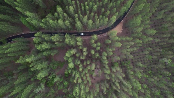 黄昏时分，一辆汽车行驶在森林里的乡间小路上的鸟瞰图。电影般的无人机在松树林中的碎石路上飞行