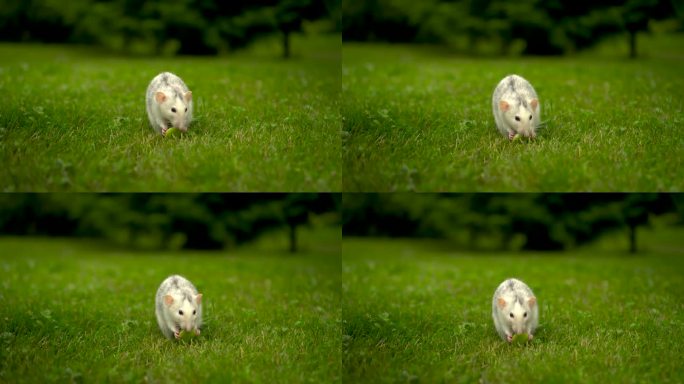 一只小白鼠坐在草地上吃东西。家鼠拿着一块苹果在草坪上散步。4 k