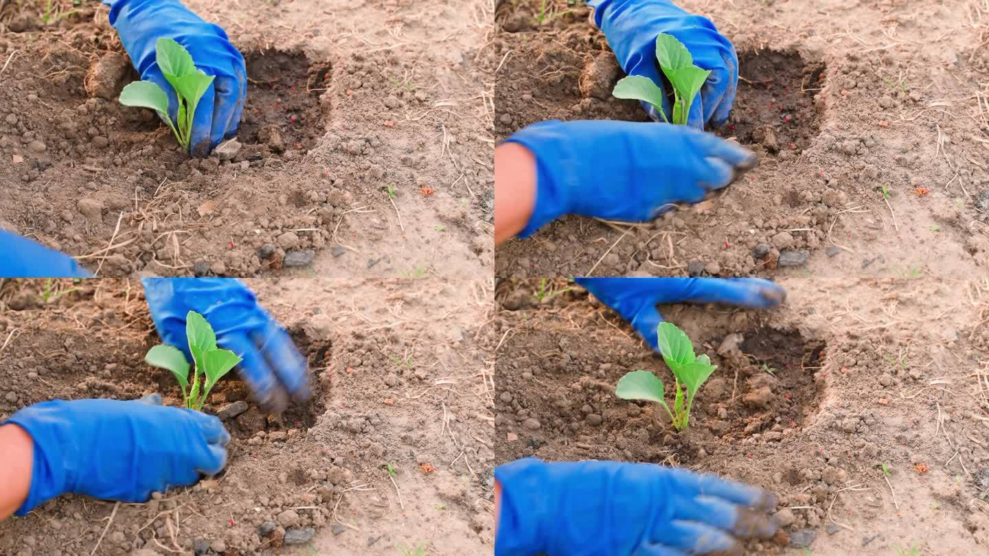 在花园的土壤中小心地种植白卷心菜幼苗。戴着蓝色橡胶封条的女人的手正在拍摄一个菜园特写
