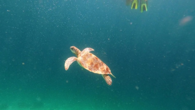 神奇的相遇水下拍摄潜水员和海龟游泳