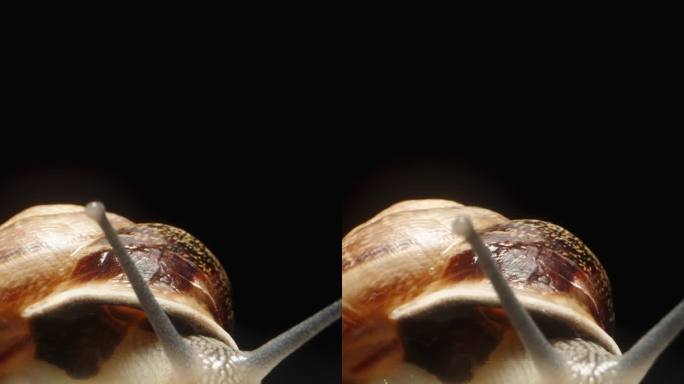 一只蜗牛在潮湿的黑色镜子背景上向相机爬去。宏隔离。垂直视频。