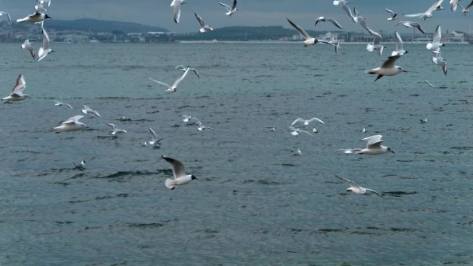 许多海鸥从冰冷的海水表面起飞和飞行的慢动作。自由和野生动物的概念，完美的自然背景