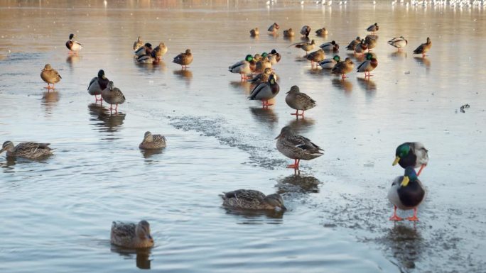 一群野鸭小心地踩在结冰的城市湖面上，在城市公园的冰面上激起涟漪。