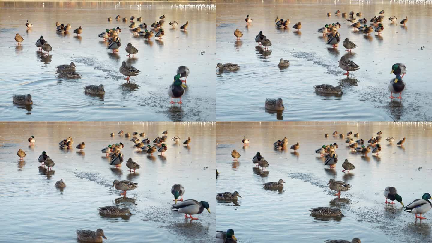 一群野鸭小心地踩在结冰的城市湖面上，在城市公园的冰面上激起涟漪。
