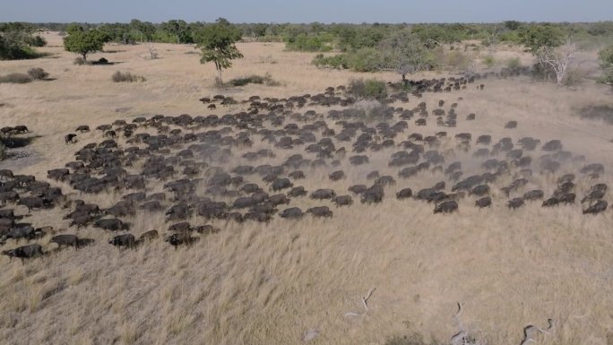 壮观的空中飞行。一大群水牛在非洲丛林中醒来