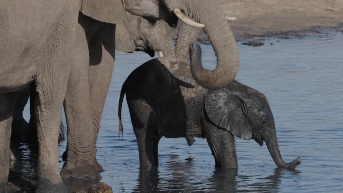 特写镜头。可爱的小象在水坑里站在妈妈旁边用鼻子揉眼睛