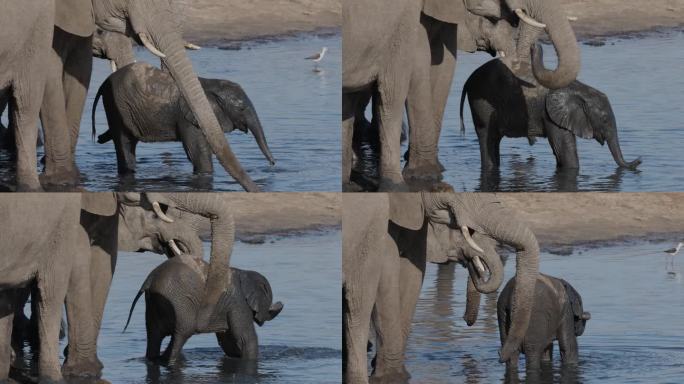 特写镜头。可爱的小象在水坑里站在妈妈旁边用鼻子揉眼睛