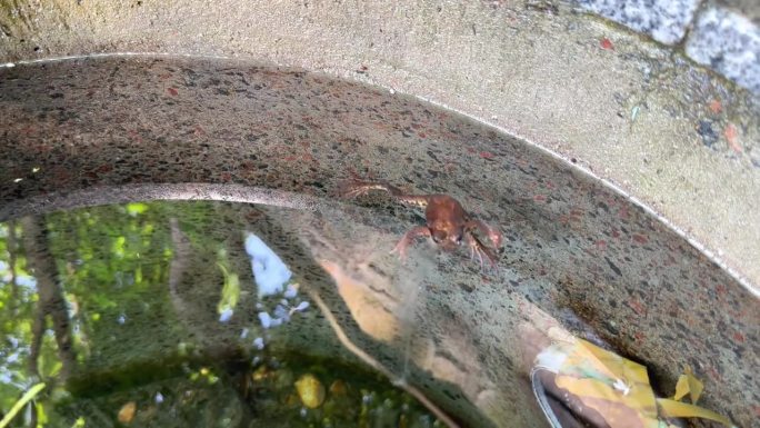 清水井里的青蛙