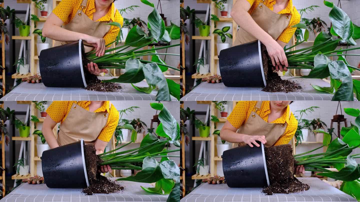 重新盆栽家中种植的灯盏花放入新花盆的大篮子里，根部从花盆底部伸出来。一位系着围裙的妇女正在照料一种盆