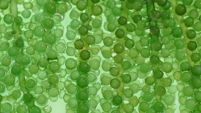 藻类燃料生物燃料工业实验室正在研究化石藻类燃料或藻类生物燃料的替代品。零碳排放概念。